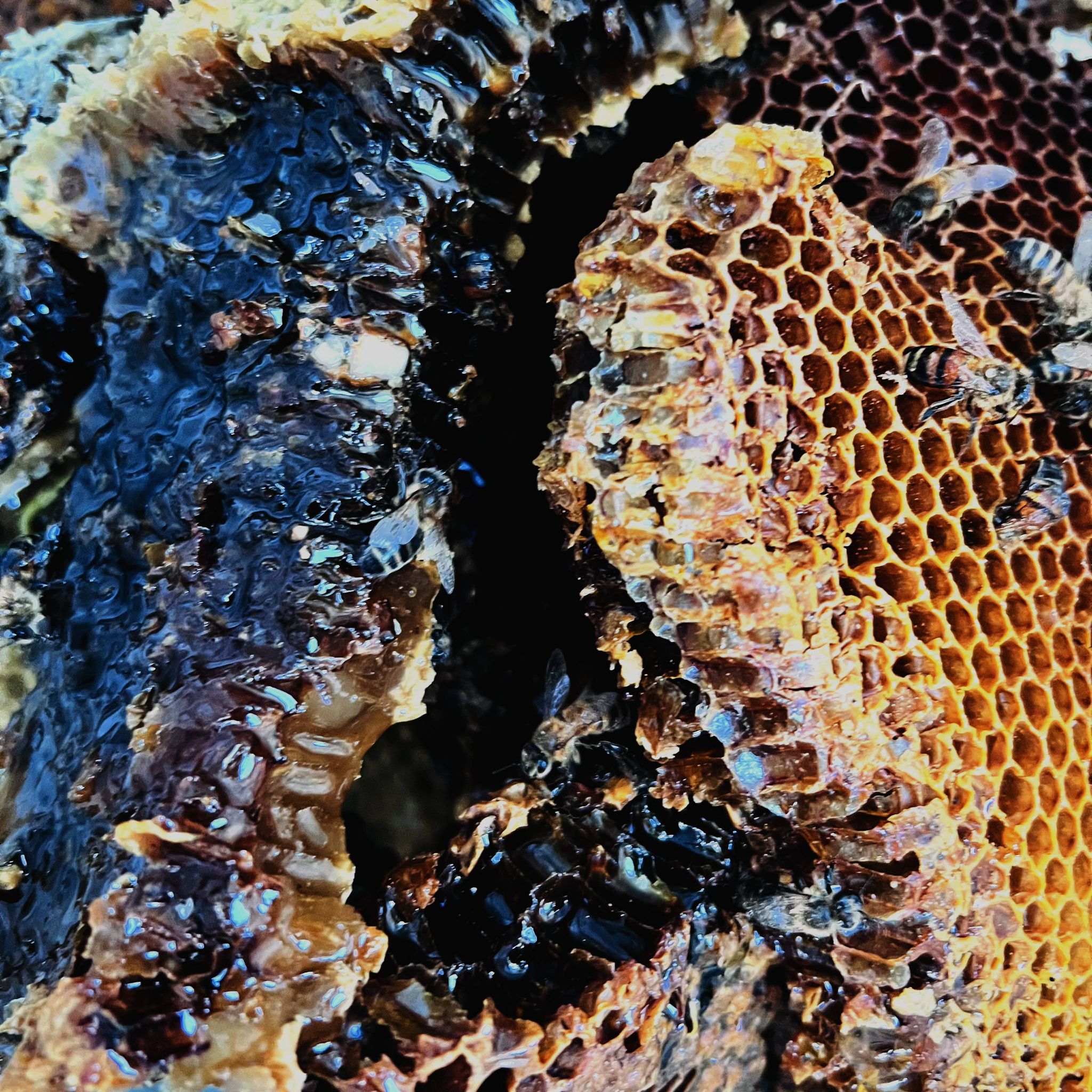 Isle of Wight Wild Crushed Comb Honey - 227g - Limited Run